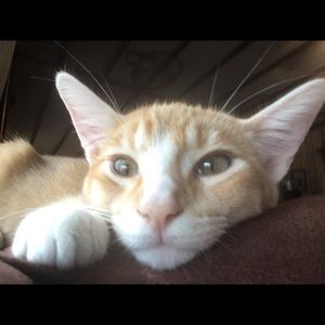 Meet your Posher, Chris